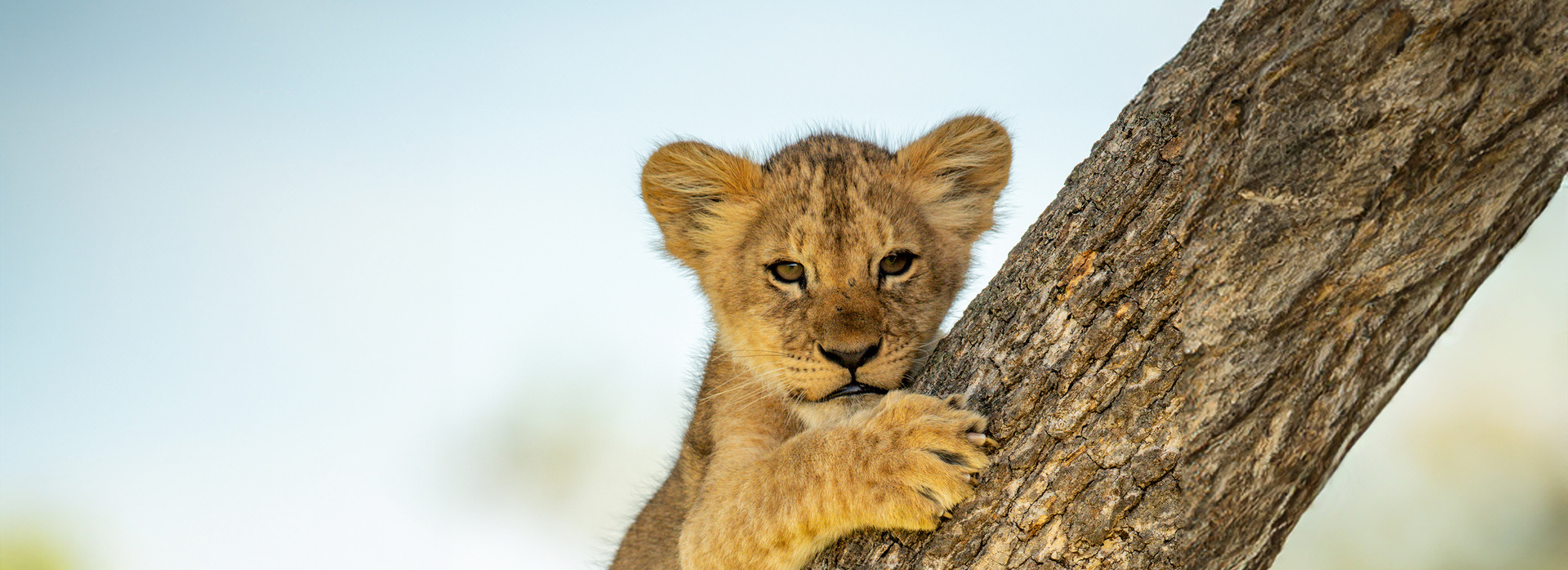 Hero Lion cub GettyImages 1251683862 extended